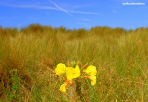 A bright yellow bloom radiates in the dunes of St Anne's Beach on the Lancashire coast.