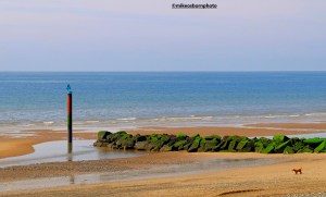 A little dog enjoys a frolic by the shore at Rossall Beach in Lancashire.