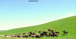 Herdsmen and their cattle on the lush pastures of the Kazakh countryside.