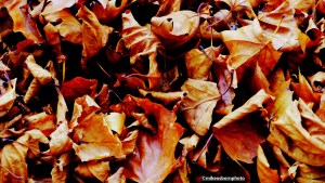 An undisturbed pile of autumn leaves along the canal tow path in Castlefield, Manchester.