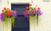 Flamboyant hanging baskets on a whitewashed cottage in the seaside village of Heysham in Lancashire.