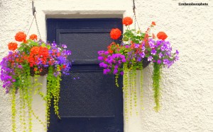 Flamboyant hanging baskets on a whitewashed cottage in the seaside village of Heysham in Lancashire.