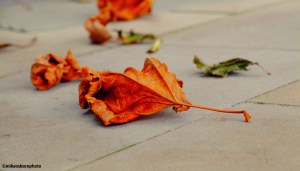 A scattering of fallen autumn leaves in Castlefield, Manchester, UK.