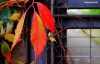 Bold red autumn leaves hanging next to the Bridgewater Canal tow path in Manchester, UK.