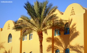 A large palm tree casts a shadow on a yellow building in the Egyptian resort of El Gouna.
