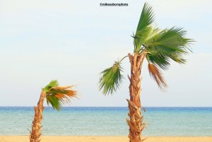 A small and larger palm tree on a beach of Egypt's Red Sea resort of El Gouna.