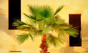 A palm tree at the Creek Hotel and Residences in El Gouna, Egypt.